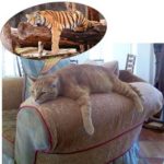 grandiose-cat