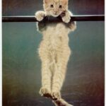 hang-in-there-cat